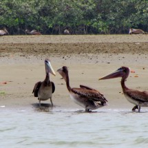 White headed Pelicans